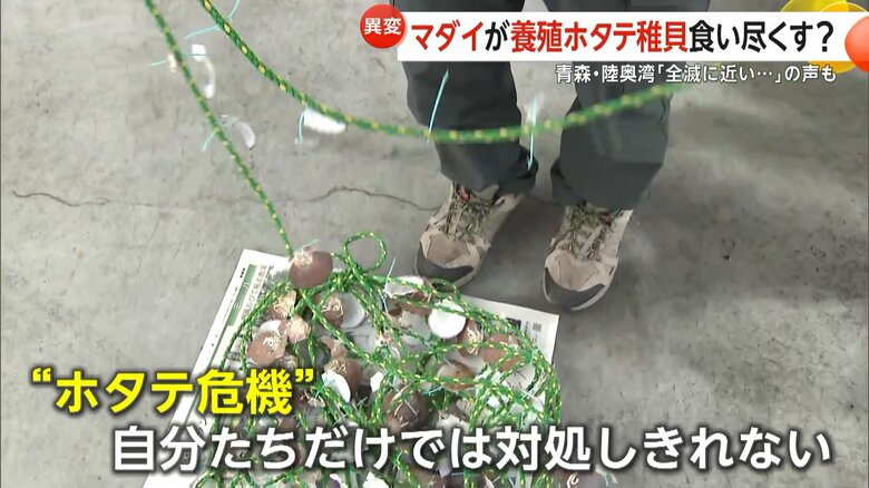 自分たちだけでは対処しきれないと話す漁協の組合長