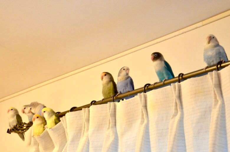 コザクラインコ組（右から2番目はボタンインコ）