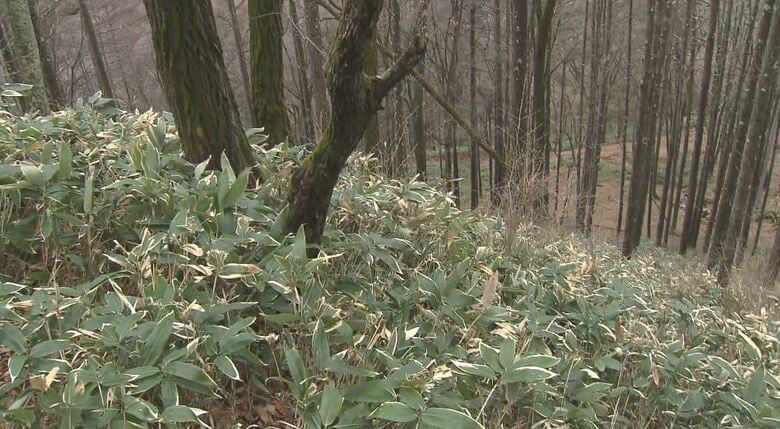 男性が遺棄された山林