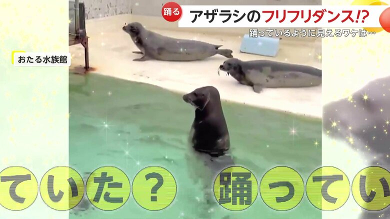 実際に踊っていたのか謎が深まるせいこちゃん