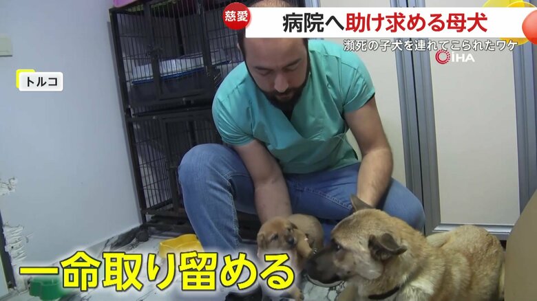 治療によって助かった子犬（IHA）