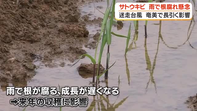 【台風24号】長引く影響　奄美市のレストランでは仕入れを懸念