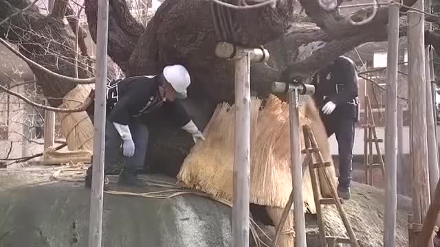 国の天然記念物、石割桜“春の装い”に　雪囲い外す　岩手県盛岡市