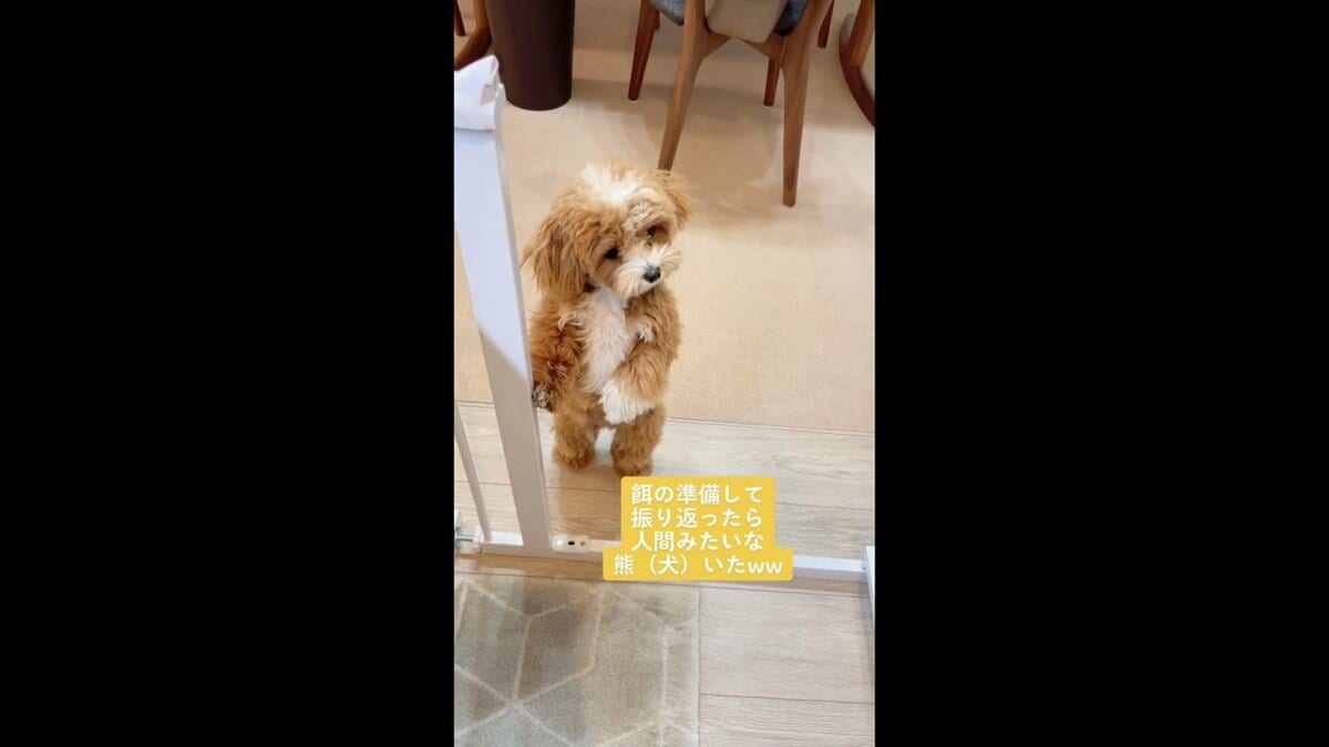 ご飯くれるかな キッチン前に 立つ犬 の姿が人間みたい 自然なふるまい の状況を聞いた Fnnプライムオンライン