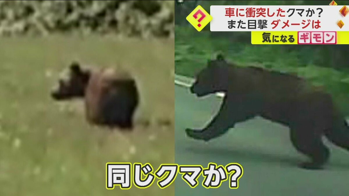 車に衝突したクマが？ 事故翌日に“悠然と歩く姿”を目撃…専門家「頑丈