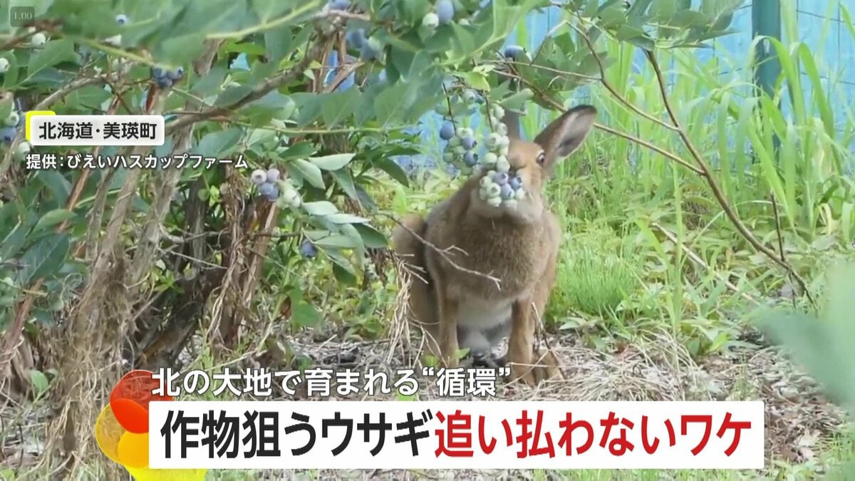 野生のウサギ”がブルーベリーを盗み食い…追い払わない理由とは 北の