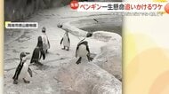 トコトコダッシュや豪快スピンでチョウを追いかけ続けるペンギンたち　「本能的に動くものを追いかける習性」が関係か　山口・周南市徳山動物園
