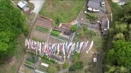 地域の思いをつなぐこいのぼり　住民が里山に色とりどりのこいのぼり掲げる　広島・福山市新市町