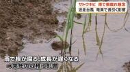 【台風24号】長引く影響　奄美市のレストランでは仕入れを懸念