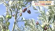 実はシチリア島と近い緯度…福井市の三里浜砂丘地オリーブの収穫ピーク　フルーティーな香りとまろやかな味わいのオイルに