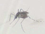 猛暑の中だと動きが鈍く…涼しくなってからの“蚊”に注意 最近はピークが9月～10月になることも