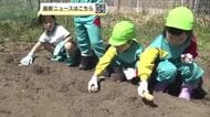 「大きくなーれ！」　園児がジャガイモの種イモ植えに挑戦　収穫予定は7月　秋田市