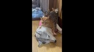 2匹の猫に乗られるがまま…無表情で微動だにしないハスキー犬が偉い！“犬猫団子”になった理由を聞いた