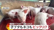 「まっとうに働いて！」子豚もびっくり猫は目を光らせ…養豚場に泥棒侵入　重機のバッテリーなど2分で盗み去る…被害額約13万円　山梨・甲府市