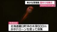 希少な深海魚【マグマクサウオ】　アクアマリンふくしまで国内初展示 　「目がクリクリしてかわいい」