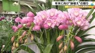 100種類程の約1万5千鉢…クリスマスやお歳暮用に使われる鉢植えの競り 色つやのよいシクラメン等並ぶ