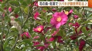 銀世界を鮮やかに彩る！花の島・佐渡で“椿”が満開に 厳しい寒さの中力強く咲き誇る