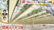 “空飛ぶイチゴ”バリアフリー対応で誰でも楽しく収穫　美味しさ&雰囲気UP「夜のイチゴ狩り」も人気　茨城・千葉