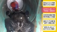石川・金沢市中心部にクマ 7時間後に捕獲成功
