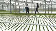 サーバーの余熱で育てる野菜やサカナ! 新事業で目指す“循環型”社会【新潟発】