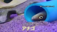 水槽のアナゴもぐったり!?山陰両県で盛夏先取りの暑さが続く(米子・鳥取)