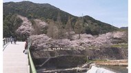 山の斜面が「サクラ色」に 仁比山公園のソメイヨシノ満開【神埼市神埼町】