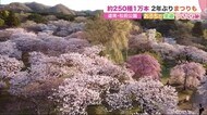美しく咲く桜 約250種1万本“北海道・松前公園” 感染対策で祭り復活【おうちで全道さくら旅】