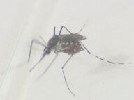 猛暑の中だと動きが鈍く…涼しくなってからの“蚊”に注意 最近はピークが9月～10月になることも