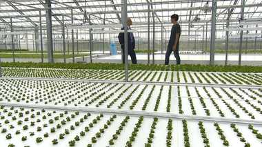 サーバーの余熱で育てる野菜やサカナ! 新事業で目指す“循環型”社会【新潟発】
