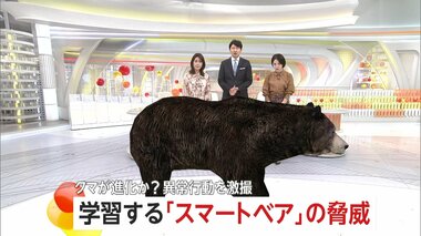 「こんなデカいの見たことない」400キロ級“巨大グマ”に老練ハンター驚き…わな見破る高…