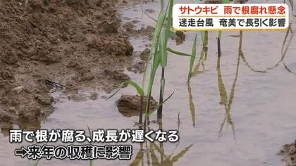 【台風24号】長引く影響　奄美市のレストランでは仕入れを懸念