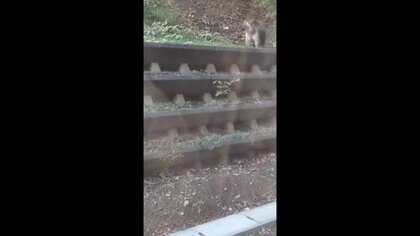 【ヒグマ速報…動画あり】早朝の住宅街緑地に“白っぽいヒグマ”が出没…クルミの木の下で何かを食べる様子を確認…札幌市中央区「宮の森4条緑地」を緊急閉鎖_付近には小学校も〈北海道〉