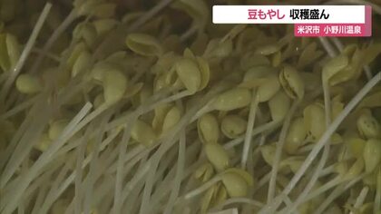 おひたし・ナムル・野菜炒めに　温泉地らしい独特の栽培方法の「豆もやし」収穫最盛期　山形・米沢市