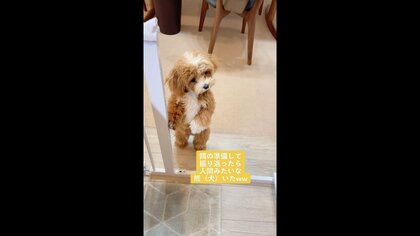 「ご飯くれるかな～？」キッチン前に“立つ犬”の姿が人間みたい…“自然なふるまい”の状況を聞いた