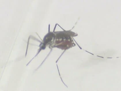 猛暑の中だと動きが鈍く…涼しくなってからの“蚊”に注意 最近はピークが9月～10月になることも