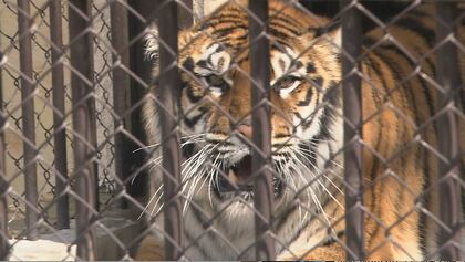 「小さいころからありがとう」“国内最高齢”20歳メスのベンガルトラ「未桜」が天国へ　老衰のため息を引き取る　「双子のオス『臥桜』を天国から見守っててね」　動物園を訪れた人が別れ惜しむ