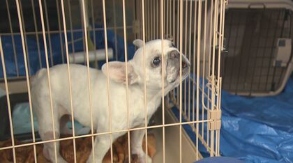 被災ペットどう守る？同行避難できず車中泊も　阪神淡路大震災から保護活動する女性「飼い主の『備え』も必要」