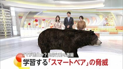 「こんなデカいの見たことない」400キロ級“巨大グマ”に老練ハンター驚き…わな見破る高い学習能力の「スマートベア」も増加