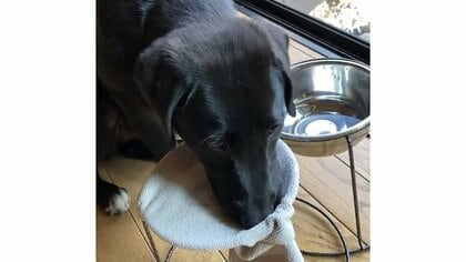 「なんてお利口さん」水を飲んだ後に自分で口を拭く子犬が上品…どうやって覚えたのか飼い主に聞いた