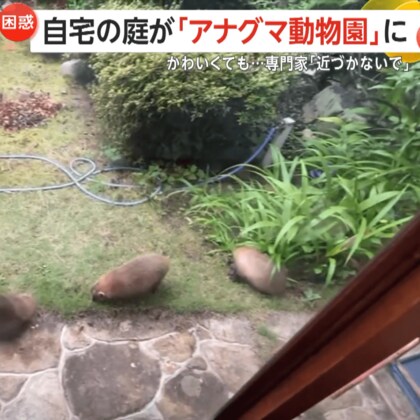 【衝撃】庭にアナグマ家族”5匹も出現！まるで動物園状態に　かわいいけど危険…専門家「近づかないで」　広島市