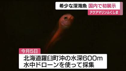 希少な深海魚【マグマクサウオ】　アクアマリンふくしまで国内初展示 　「目がクリクリしてかわいい」