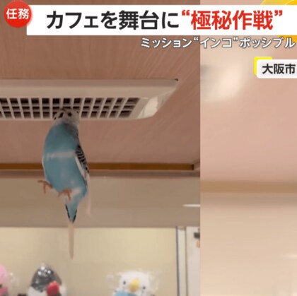 トム・クルーズさながら！「ミッション“インコ”ポッシブル」　カフェを舞台に極秘作戦！？アクションを遂行するインコが話題　大阪市