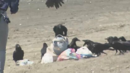 「ちょっと目を離すと…」“カラスの大群”がレジ袋やカバンに！　人気ビーチで広がる被害…対策は「音を出す」