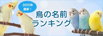 【2025年最新】鳥の名前ランキングを発表!