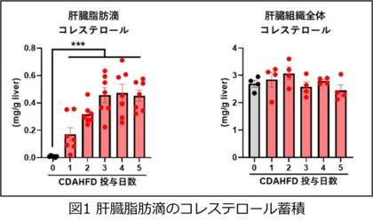 肝脂肪滴中のコレステロールが脂肪肝の進行を引き起こす鍵を握ることを解明~新たな治療戦略として注目される「肝脂肪滴コレステロール」の抑制~