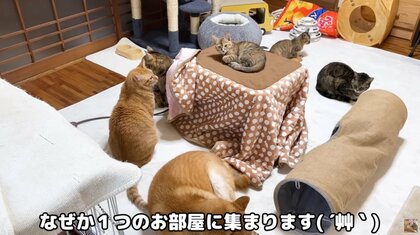 保護した子猫と初対面の先住柴犬が優しい！視線をそらし時にはペロペロ
