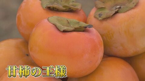 二人三脚で新たな特産品に挑む夫婦  会計事務所を退職しゼロから『柿農家』に  妻の知識を生かし加工品も開発 【福岡発】