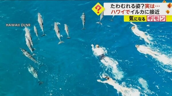 イルカに嫌がらせしている」“攻撃的に追いかけた”若者33人 法律違反で