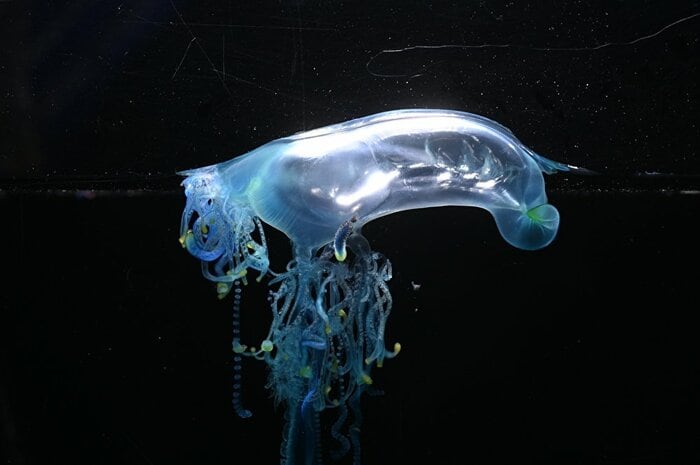 カツオノエボシ(画像提供:新江ノ島水族館)