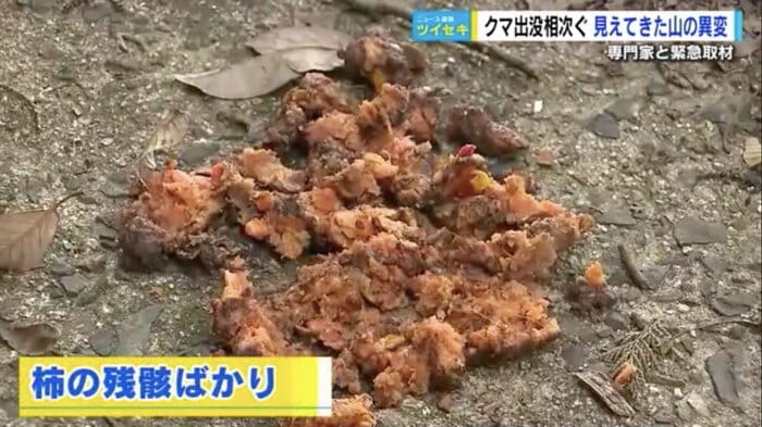 クマが出没した周辺に落ちていたフン